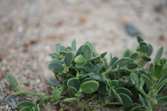 Sauropus bacciformis